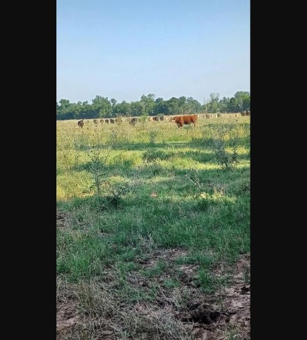 1301 B HARDING STREET  , Wichita Falls, TX 76301 
